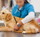 L’ernia diaframmatica nel cane e nel gatto